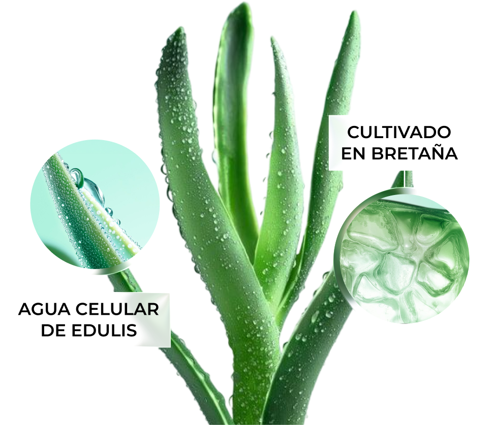 CULTTIVADO EN BRETAÑA AGUA CELULAR DE EDULIS