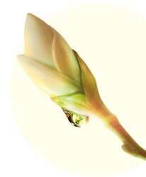 Nectar de brotes de plantas