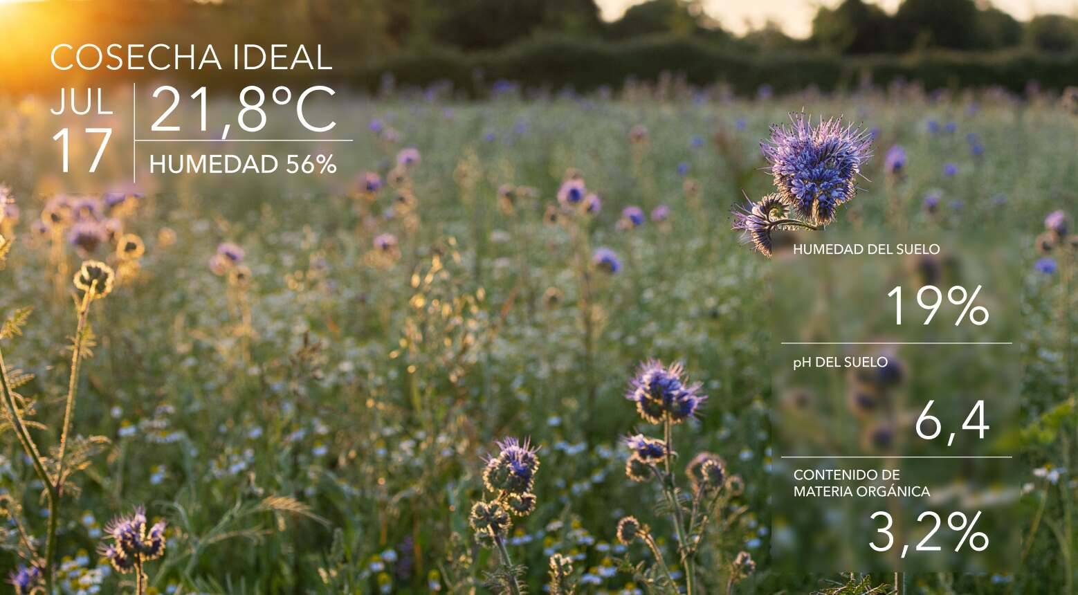 Condiciones ideales de cosecha