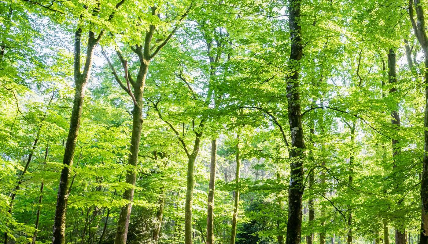 bosque árboles alto verde
