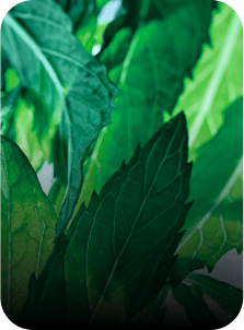 menthe poivree yves rocher