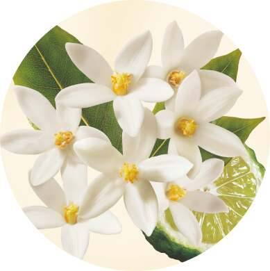 Bergamota, neroli, flor de azahar