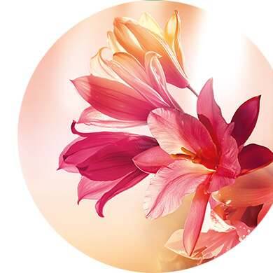 Nardo, ylang-ylang, sándalo