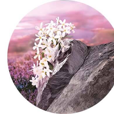 Camomila, jazmín, alga