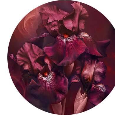 Naranja amarga, iris, incienso